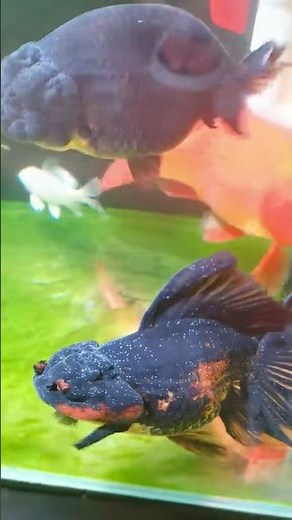 Goldfish's white spot disease! Raise the water temperature to 25 ℃ and maintain it for one week！