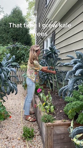 Growing Kale Trees in Raised Garden Beds