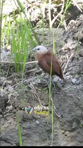 3 types of sparrows in Java