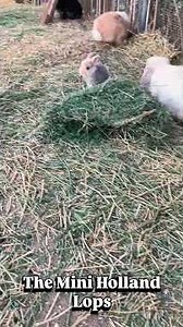 SOCAL ☀️ BUNNY RABBIT FARM - QUALITY MINI HOLLAND LOP BUNNIES.