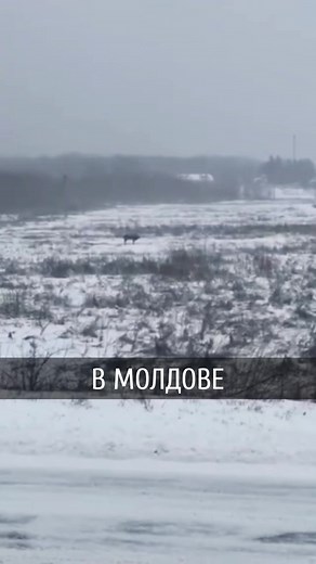 Reindeer in Snowy Landscape: A Serene Winter Scene