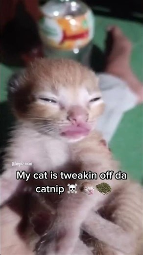 Kitty high on catnip