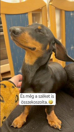 Artúr nagyon csikis ???? 🤣🐶 #merlinesarturkalandjai
