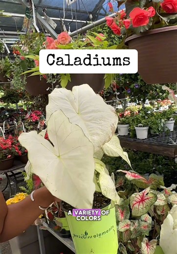 Enhance Your Shade Garden with Colorful Caladiums