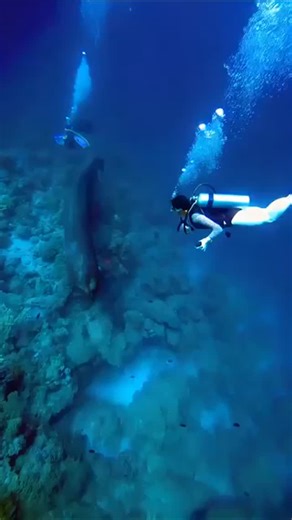 PADI on Instagram: "🏆 PADI Top Posts of the Year: #8 A group of divers off Koh Tao, Thailand, had the shock of a lifetime when they spotted a massive, unidentified creature during a routine fun dive. 🤯 Witnesses, including local ocean photographer and PADI Instructor Ella, say it was ‘larger than a whale’ with features that don’t match anything scientists have seen before. Ella managed to grab a quick video before it disappeared into the blue, and now the internet is buzzing! 😯 Some are calli