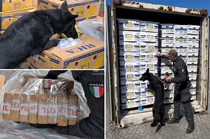 Italian K9 sniffs out 3 tons of cocaine hidden in banana shipment