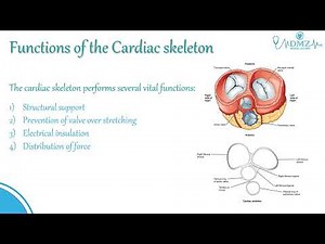 Cardiac Skeleton Functions Explained | Heart Anatomy