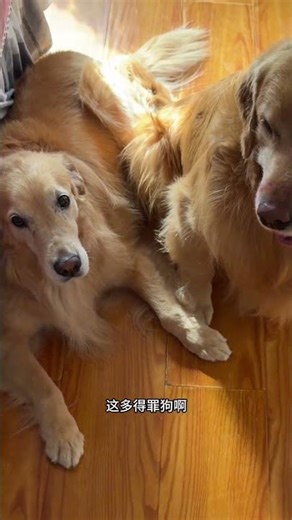 Unboxing the Cutest Dog Ever