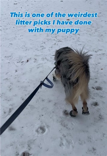 🚬 Cigarette butts are the most common litter worldwide 🌎 and in all my years scooping I have never come across a pre-packaged butt bag. Every little butt matters, scoop any litter you find, scoop the cigarette butts, and always scoop the poop 💩 🚮 💚 Follow us for more litter picking inspiration, education and dog poop facts. 🌍 Let’s keep our planet clean 2 scoops at a time! #scoop2 #scoopthepoop #cigarettebutts #cigarettedisposal #LitterPickingPuppy