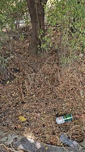 Watch This Incredible Rescue Story! 🐕😱 | Paw Squadron