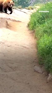 2M views · 18K reactions | This climber was ascending a mountain when he saw a large furry mass moving through the bushes. He didn't keep his composure, but managed to record everything on camera. | The Enigma | Facebook