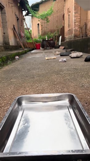 #dog #asmr #eating #dogeat