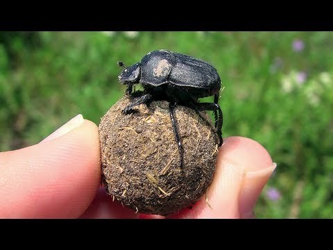Science in Action: Dung Beetles | California Academy of Sciences