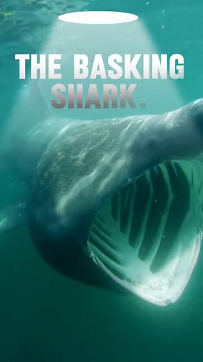 1.8K views · 19 reactions | The Basking Shark. The gentle giant of our oceans. Basking sharks can reach 30 feet long, yet they only feed on tiny plankton and pose no danger to humans at all. Slow, calm and often cruising near the surface, they are one of the most peaceful sharks you can ever encounter. #BaskingShark #SharkVideo #SharkFacts #OceanLife #MarineWildlife #GentleGiant #SharkTok #AllThingsShark | All Things Shark | Facebook