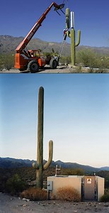 24 Cell Phone Towers Disguised as Everyday Things