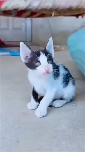 Akshita ki cat ko kuch abi khame #shorts #funny #viralvideo