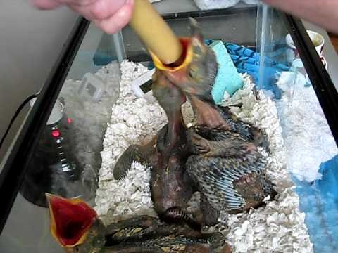 Feeding baby ravens: VERY MESSY EATERS!!