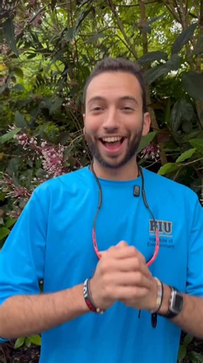 FIU Institute of Environment on Instagram: "This is the starburst, Clerodendrum quadriloculare, a member of the mint family. Native to the Philippines and New Guinea, it’s widely planted in Florida, where it’s not considered invasive, though it is invasive in other parts of the world. Its tubular flowers attract hummingbirds and butterflies, and even when not in bloom, its green and purple leaves make it a standout plant. Stay tuned for Tropical Tuesdays! #plants #florida #nature"