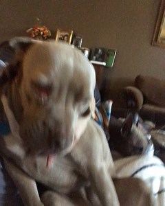 Oh Toad 😻 A few years ago, Toad was abandoned at a shelter. While she showed some serious scary behavior to go along with her untraditional looks at first, we (Mandy and Heather, Mutt Misfits Founders) saw that her “aggression” really just stemmed from fear! She was scared, maybe because her whole life, no one looked past her wonky exterior to see how great of a dog she could be! Toad has 2 mouths and a slew of other unique traits that will cause her medical issues from time to time but overall