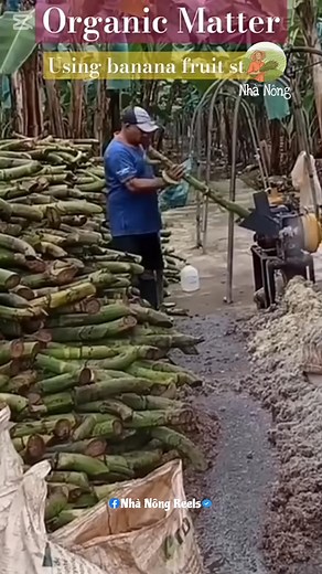 190K views · 517 reactions | Nghiền cuống chuối làm phân xanh #reels #garden #farm #ff #farming #viral | Nhà Nông Reels | Facebook