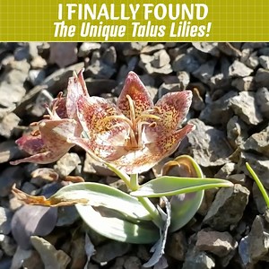 Rare Lilly That Grows On Place Only | Crime Pays But Botany Doesn't