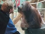 Hilarious moment Orangutan interacts and blows kisses to man