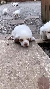 4.2K views · 192 reactions | I think I need a Clumber Spaniel puppy in my life ❤️ Special thanks to: https://www.instagram.com/rainswayclumbers/ | Good Dog | Facebook