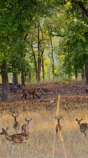 Take a rare glimpse into the king's secret world 🐅🐾 See Disneynature's #Tiger NOW on Disney | Disneynature