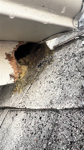 This is exactly why we never use spray foam to keep animals out. A mother squirrel chewed through 1½ inches of wood to get inside. Another company filled the hole with spray foam… so she just chewed a bigger hole above it. 🐿️ Spray foam isn’t wildlife-proof. #SquirrelRemoval #WildlifeRemoval #Homeowners #Michigan #RoofDamage