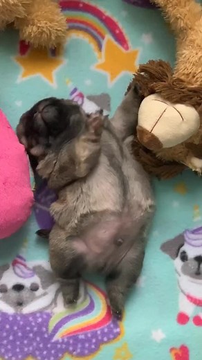 That puppy can move.........WOOF!!🕺 #petsoftiktok #dogsoftiktok #fyp #foryou #foryoupage #pugdashians