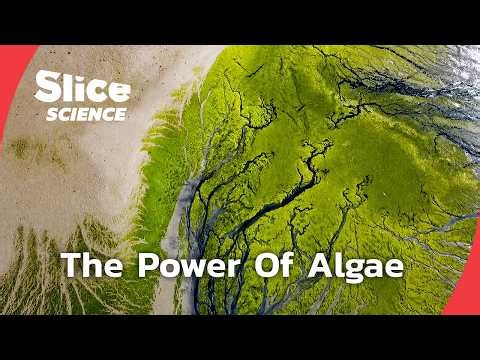 Algae: The Super Substance That Could Change The Future | SLICE SCIENCE | FULL DOC