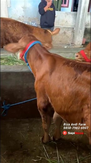 Pedet limosin elit ekonomis mandiri !!