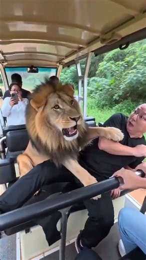 정글에서 사자가 나와 차 안에 있는 사람들을 공격했어요! 🦁😱#숏비디오 #쇼츠