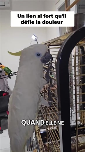 Un père debout pour sa fille, prêt à tout affronter pour préserver sa dignité, sa douceur et sa lumière. Un amour pur, fragile et puissant à la fois, tissé de regards, de silences et de promesses murmurées. Chaque instant partagé résonne encore comme un battement d’ailes dans mon cœur. Rien n’effacera ce lien indéfectible, né de la protection, du courage et d’un dévouement sans limite. Cacahuète, tu resteras à jamais ma force et ma tendresse, mon combat et ma fierté. 🕊️ #bird_man_nico #hommage 