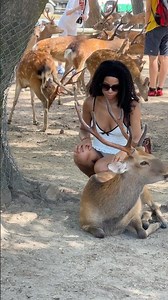 Foreign Tourists Meet Japan's Adorable Deer🥰🦌| Nara Park Magic❤️