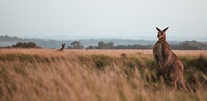 Reminder: kangaroos are ‘vegetarian gladiators’ with kicks that can kill. An expert explains why they attack