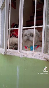 88K views · 3.6K reactions | Kawawa naman mga pango wala ng malunggay 梁 Mag ingat po ang lahat sa bagyo  | Shang Pooches | Facebook