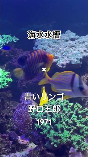 海水水槽✖ #野口五郎 #青いリンゴ / #私鉄沿線 #君が美しすぎて #甘い生活 # #昭和歌謡 #三井ゆり #御三家 #新御三家 #1971