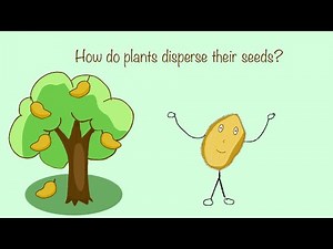 Seed Dispersal