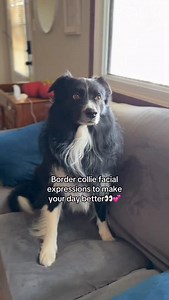The many facial expressions of border collies in under 15 seconds🤭😳👀😆 The way they express themselves is one of my absolute favourite things about this breed🥰 it’s not just Auzzy right… does your border collie express themselves through facial expressions too?⬇️ While they look funny… a lot of the time he’s actually trying to tell me something! He gets frustrated when I don’t pick up on the signs so I do my best to stay in check with his body language & what’s he’s telling me! Our dogs actu