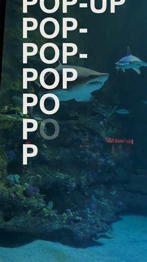 3.8K views · 38 reactions | ✨ Join Us at the Shark Bite Charm Bar! ✨  Book your spot now: https://bit.ly/4lYDFAr | NC Aquarium at Fort Fisher | Facebook