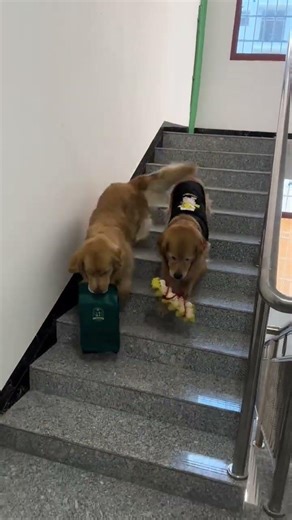 其实我也是憋着气看着77走下来的，怕77把鸡蛋全摔坏了，今天早上看见小姐姐一家偷偷摸摸回来了，都被我们看见了，77带上老婆就去小姐姐家了，一会功夫收获满满的回来了