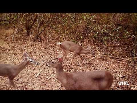 El venado puede ser la clave para salvar los bosques secos de Ecuador