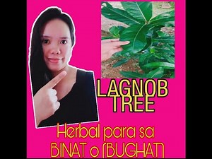 Herbal na gamot para sa Binat o (BUGHAT) LAGNOB TREE