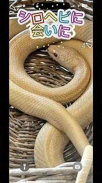 山口県岩国🐍白蛇神社