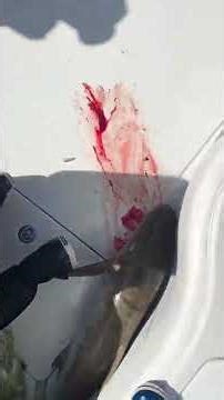 We set ourselves a new standard for cobia fishing this day all 50-80 pound fish as many as you could