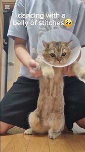 Harry dancing with stitches #cat 😍 ♥️