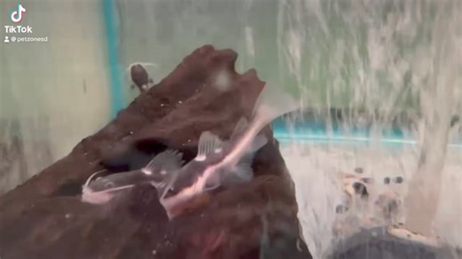 Behold the majestic Redtail Catfish, a true giant of the freshwater world. With its striking red tail and formidable presence, this fish is a captivating sight in any large aquarium. 🐟🌟 #RedtailCatfish #AquaticGiants | Pet Zone Tropical Fish, San Diego, California