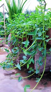 Growing Your Own Food 🌱 Organic Vegetable Garden #pottedgarden #firsttimegardener #vegetablegarden #gardening #growyourownfood #vegetable #homegrown #organicgardening #gardenlife #ediblegarden #veggiegarden #urbangarden #backyardgarden #plants #mygarden #eatwhatyougrow #flowers #gardeningideas | John Lee