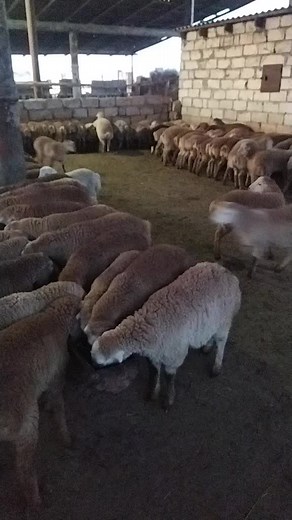 Discover Life Inside a Serene Sheep Barn